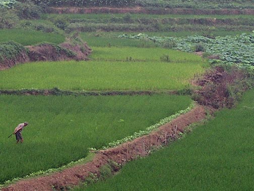 rice farmer.jpg